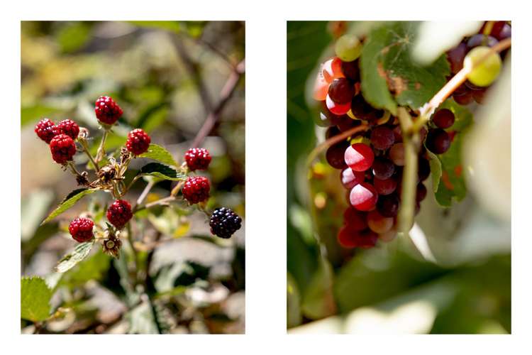 7 Ratima Place Whakatane_13