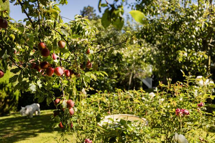 4 District Road Roseneath_34