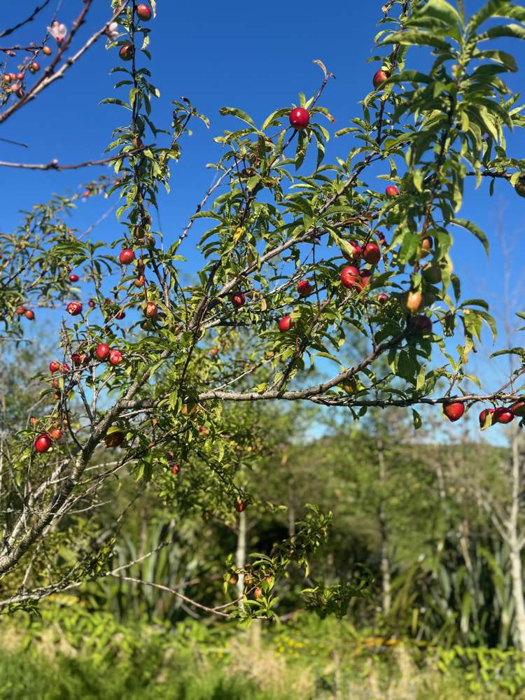 15 Massey Road Waipu_16
