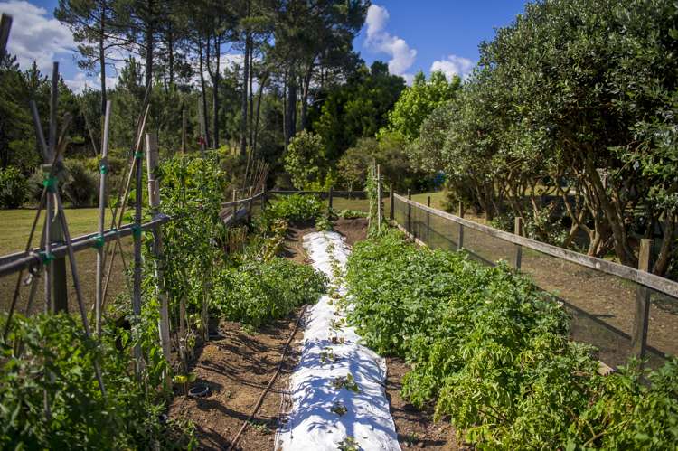 168 Orchard Road Hahei_11