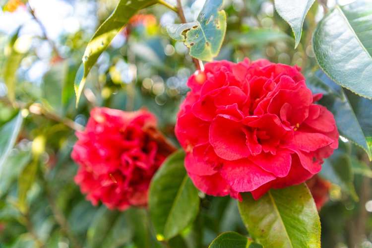 58 Old Waipu Road Mangawhai_31