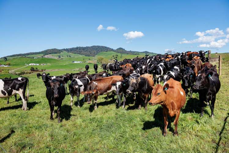 231A Morgan Road Matamata_21