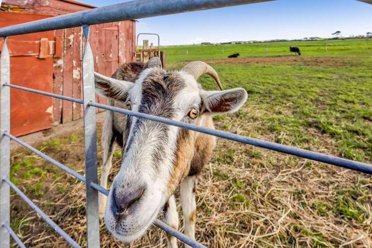 39 Auroa Road Otakeho_20