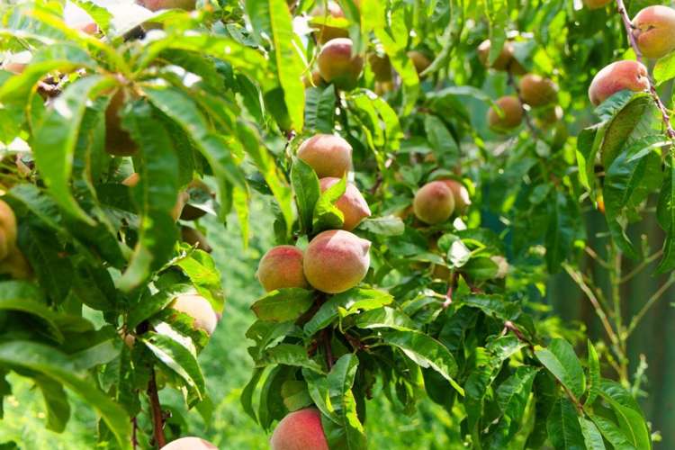 1235 Parnassus Road Ferniehurst_33