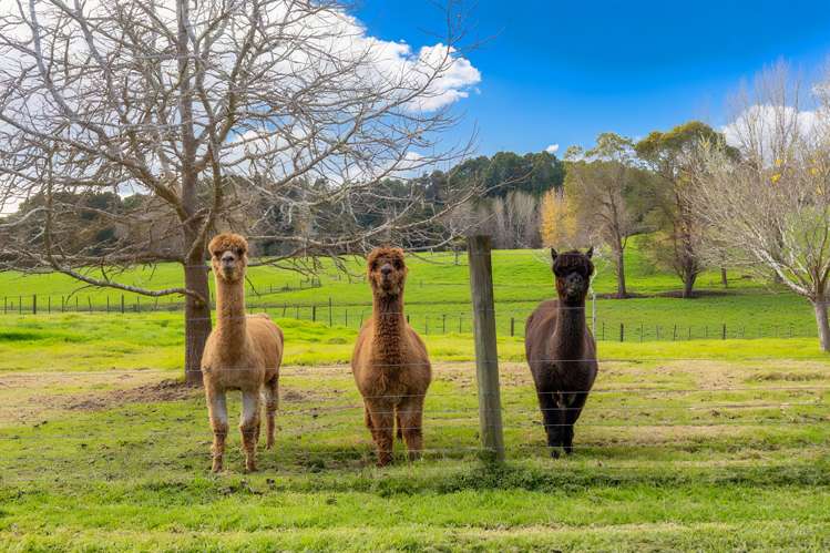 47 Wilson Road Wellsford_17