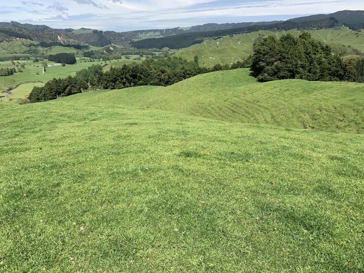 2896 State Highway 3 Awakino_30