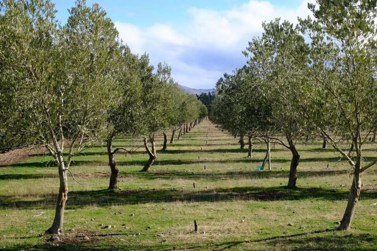 206 Mount Brown Road Amberley_10