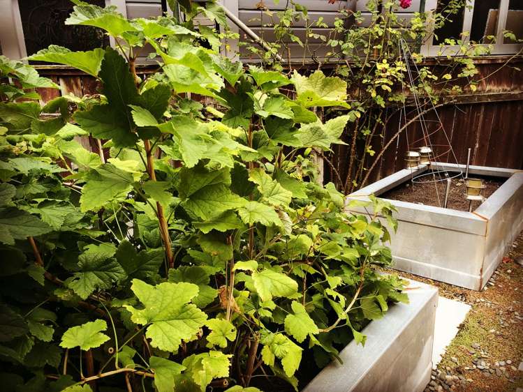 3 Arthur Street Dunedin Central_14