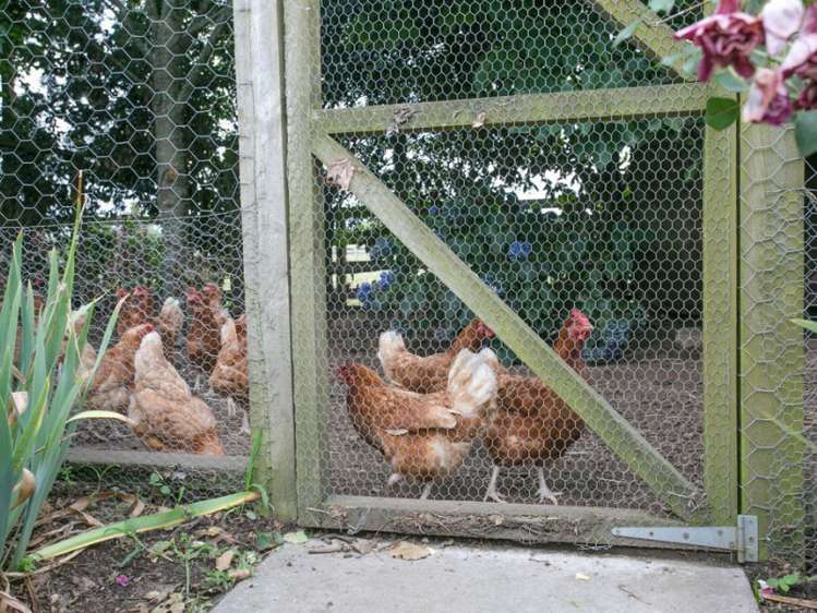 52 Taawharuwharu Lane Cambridge_23