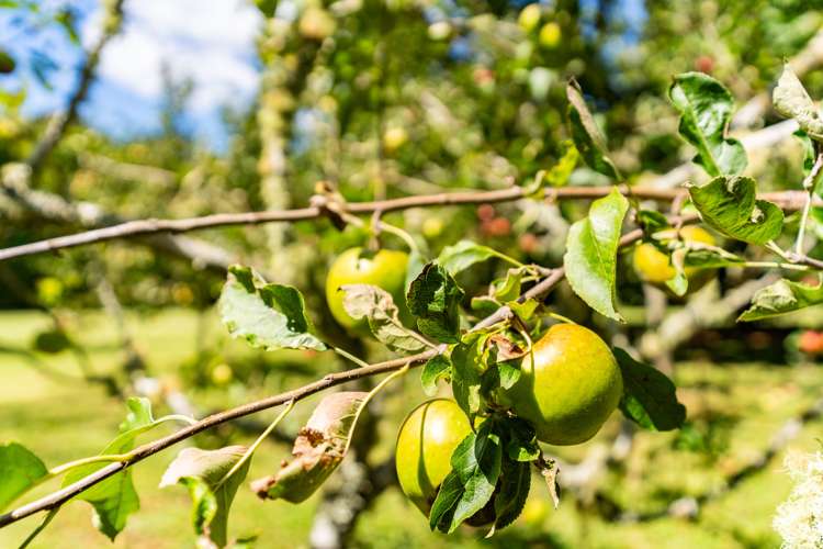 915 State Highway 14 Maungatapere_35