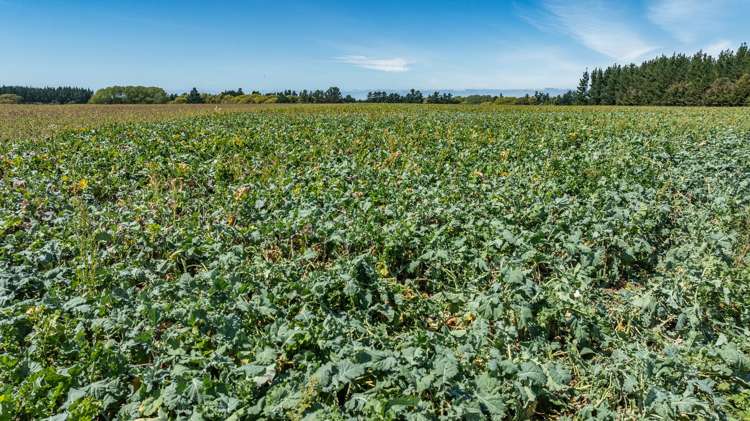 185 Ashworths Road Amberley_11