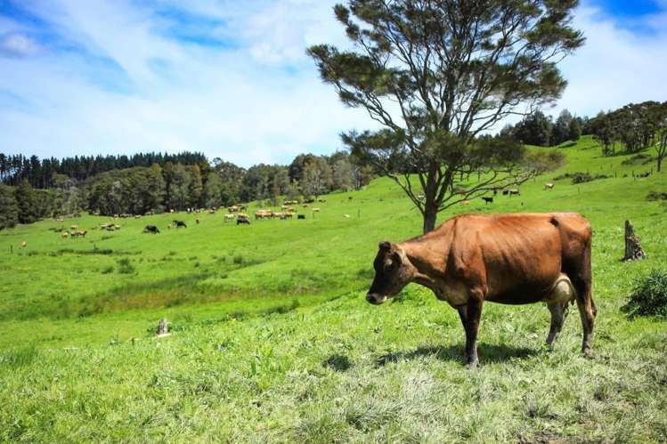 103a Ginn Road Huntly_6