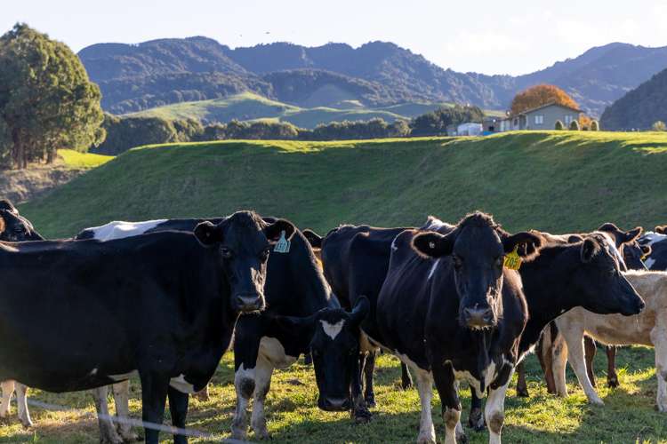 858 Oreipunga Road Maungatautari_10