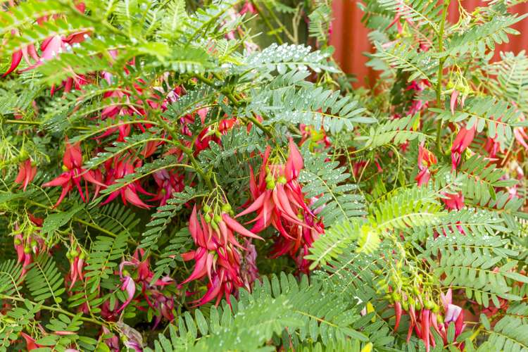 3 Topaz Street Birchville_22