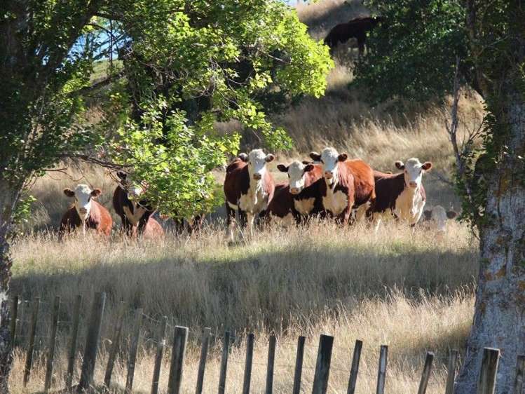 102 Settlement Road Waipukurau and Surrounds_18