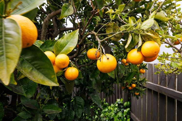 151 Manchester Street Feilding_16