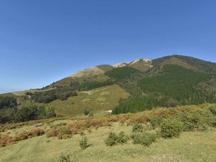 446 Glentui Bush Road Glentui_17