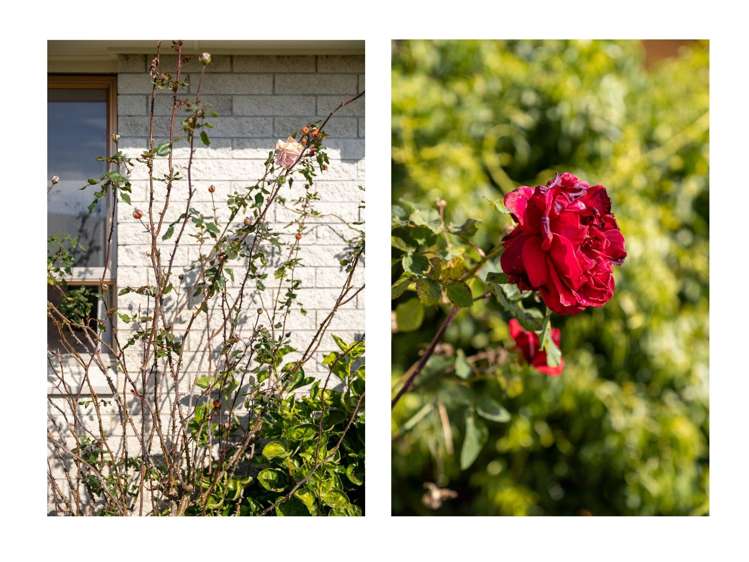 5b Washer Place Te Puke_9