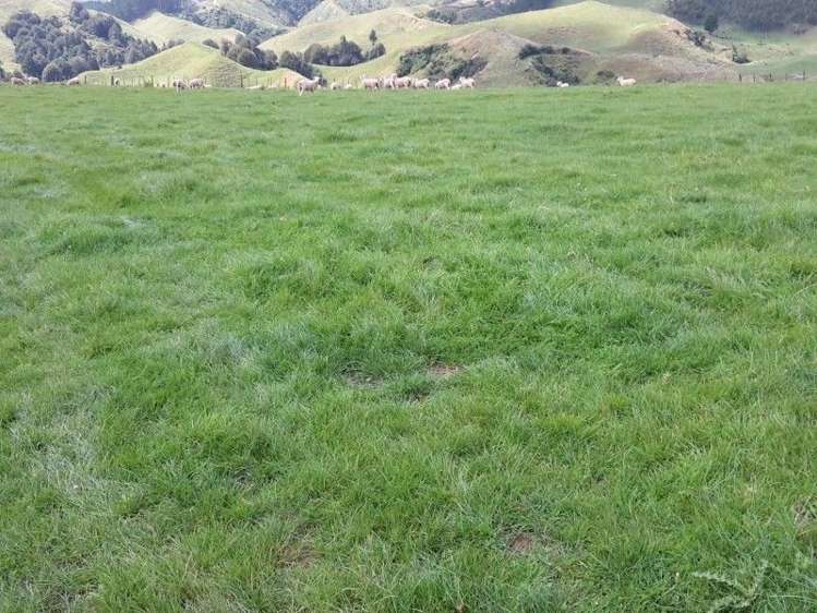 446 Stanley Road Te Popo_38