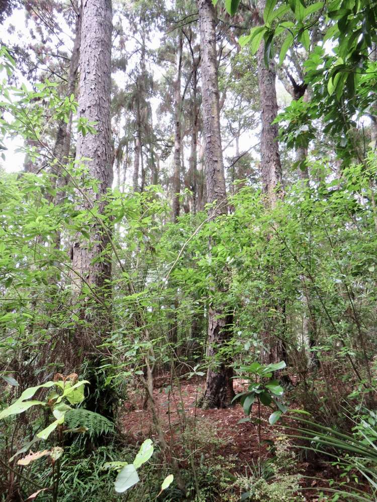 504b Wairere Road Maungaturoto_15