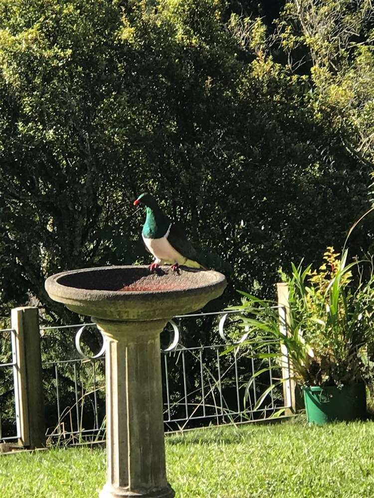 178 Bald Hill Road Waiuku_20