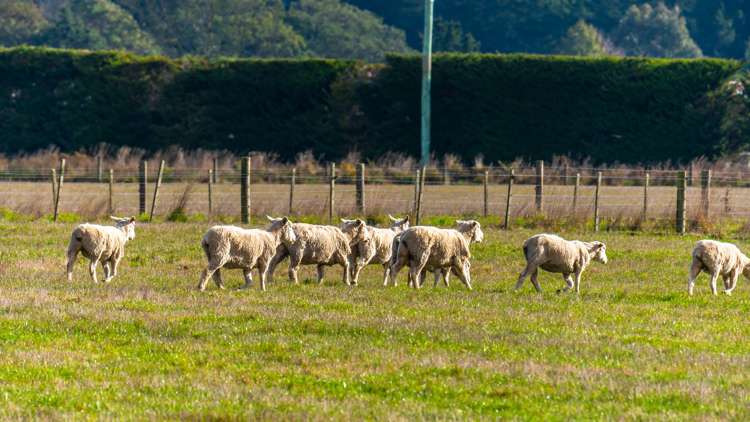 517 Newtons Road Rolleston_20