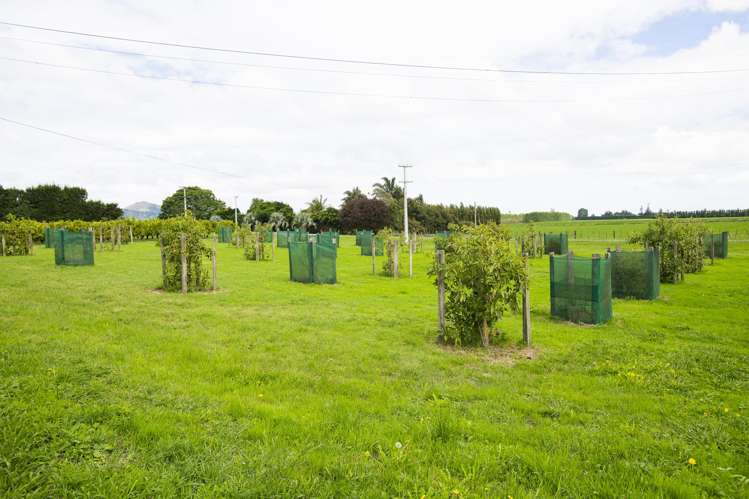 54 Bruce Road Ormond_16