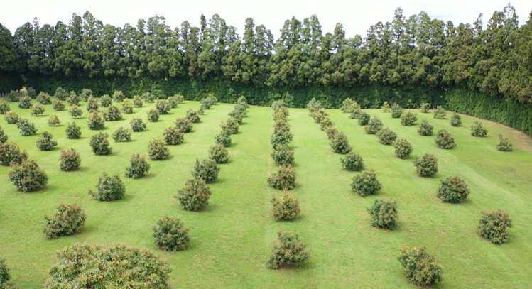 168 No 1 Road Te Puke_5