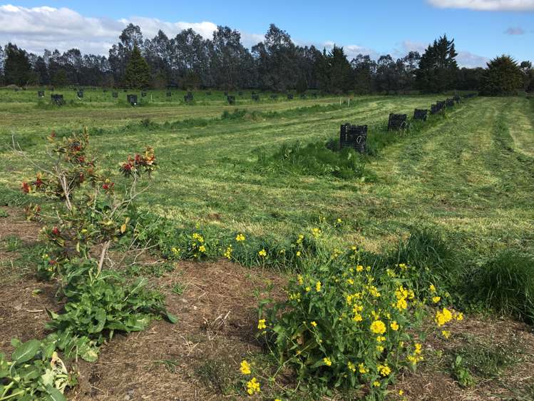 34 Factory Road Balclutha_12