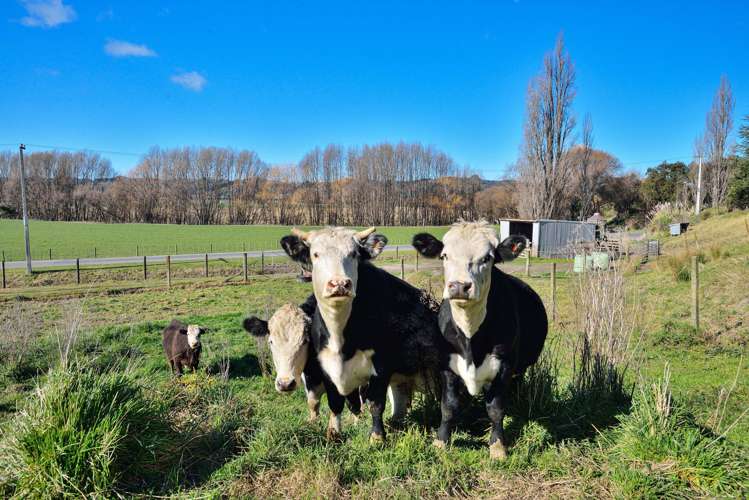 1053b Lavenham Road Waipaoa_17