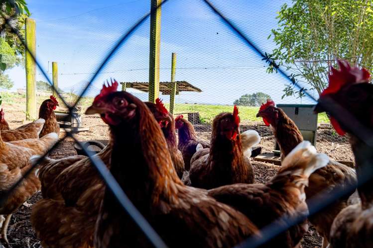 82 Clearview Road Lepperton_33