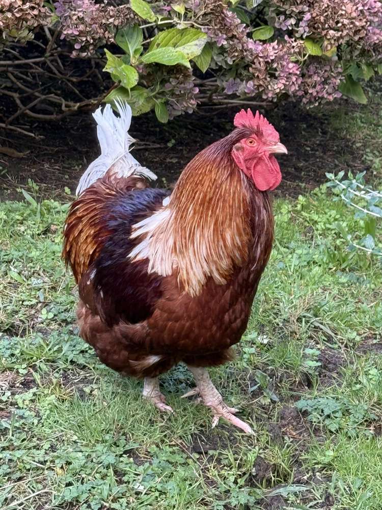 42 Hungry Creek Road Puhoi_9