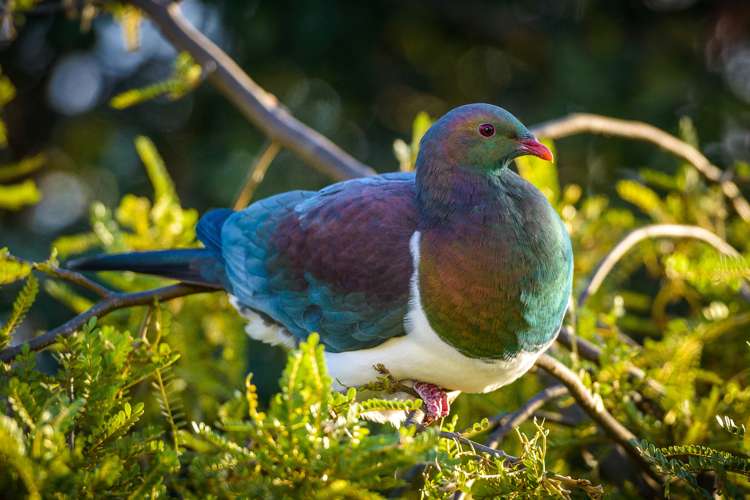 45 Wilma Road Ostend_20