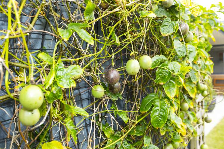 61 Percy Kinsman Crescent Riverstone Terraces_20