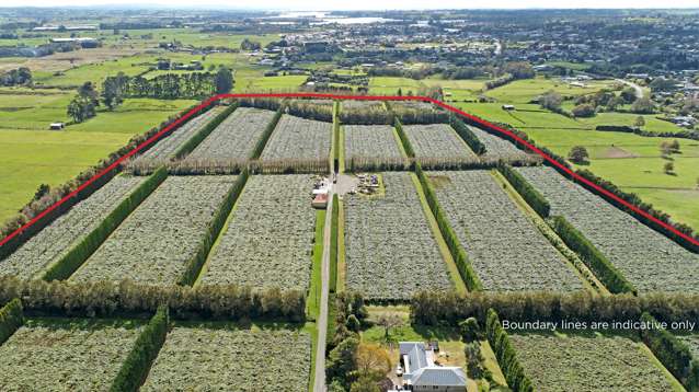 Large scale Kiwifruit Orchard