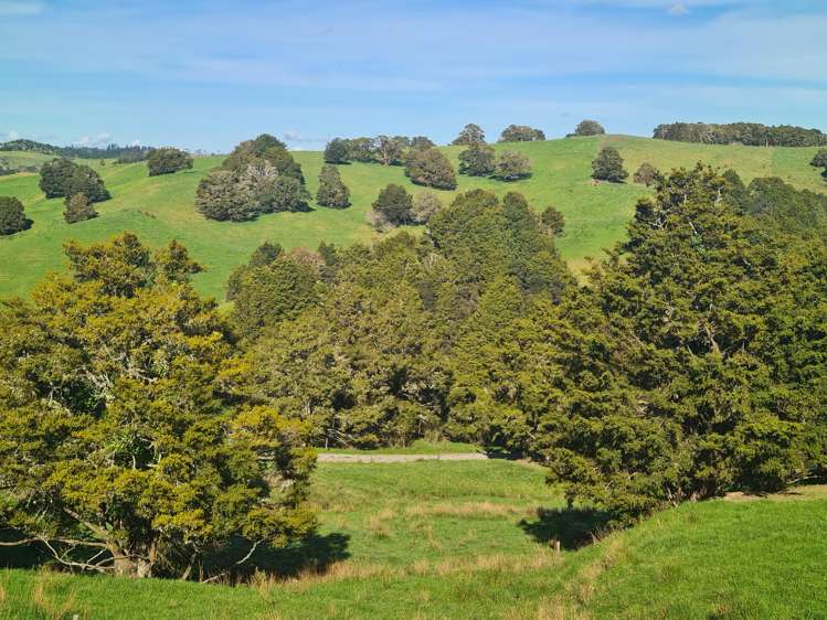Wairere Road Maungaturoto_35