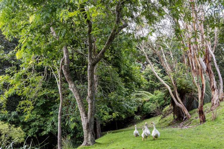 109 Butcher Road Matangi_31