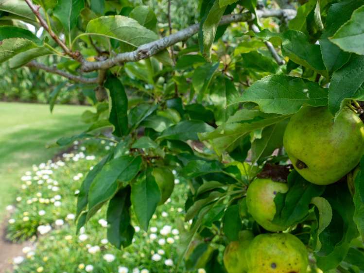 50B Equestrian Drive Kerikeri_26