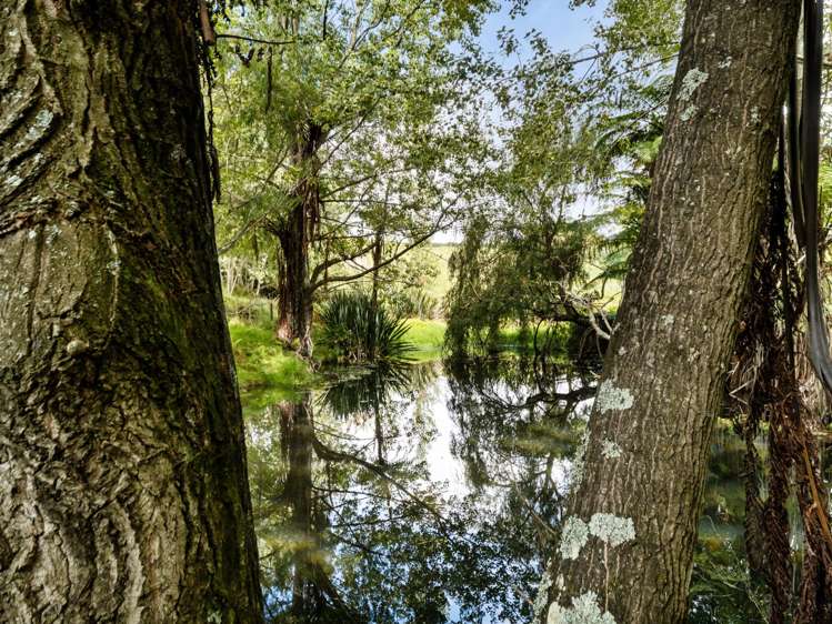 371 Esdaile Road Whakamarama_27