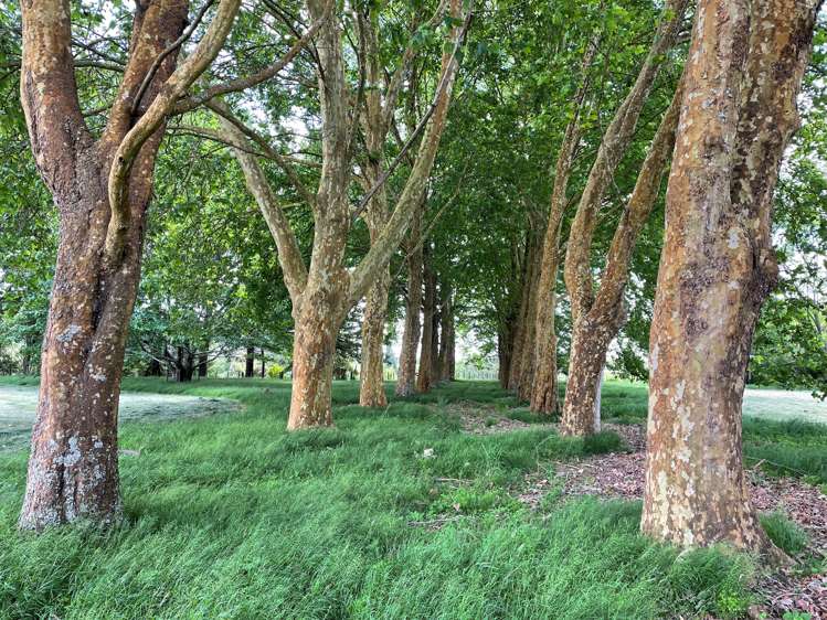 126e Woodcock Road Tamahere_8