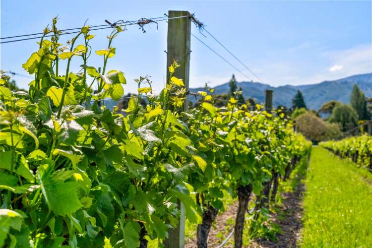 158 Murrays Road Rapaura_18