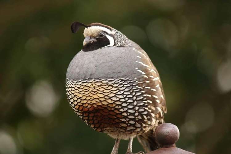 17a Dodd Road Manukau Heads_23