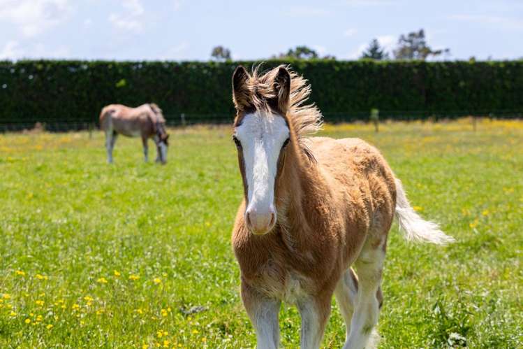 202 Kairau Road East Waitara_9