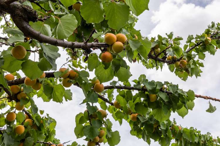 13 Trent Street Taradale_18