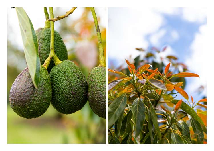 86b Pahoia Road Whakamarama_34