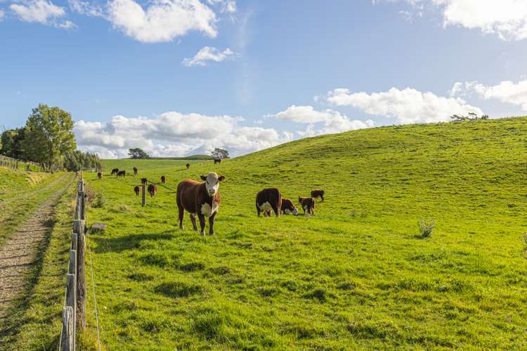 Kaitawa Road Pahiatua_16