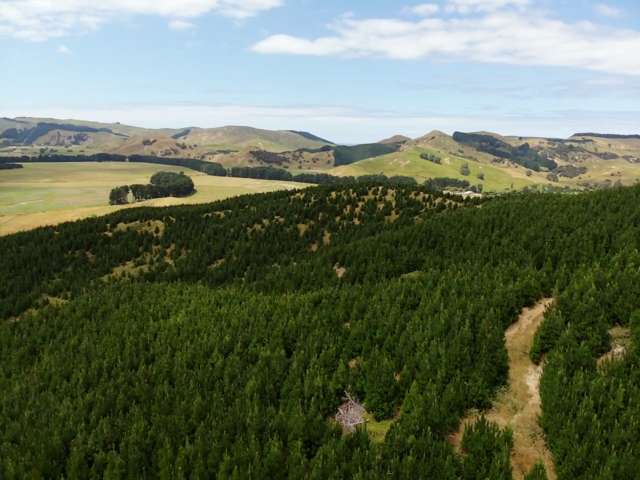 Forestry and  Carbon Opportunity