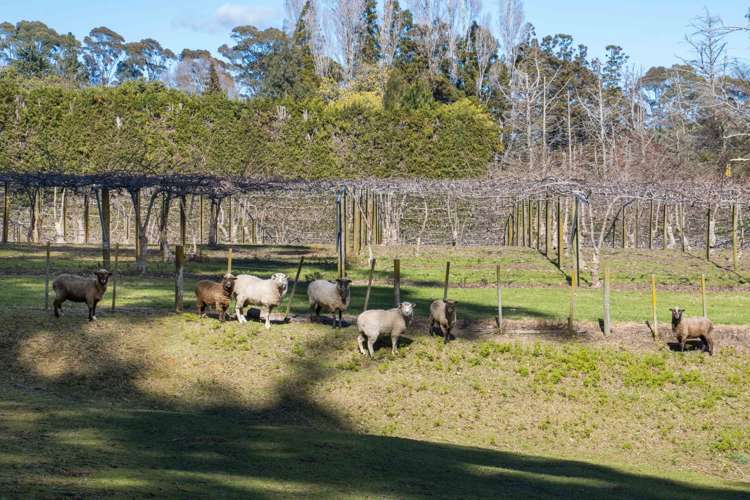 21 Anderson Lane Whakamarama_17