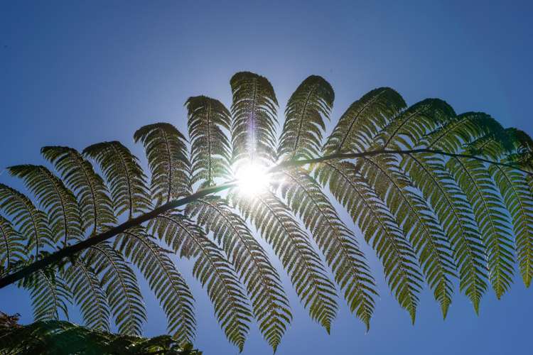 252B Grange Road Otumoetai_16