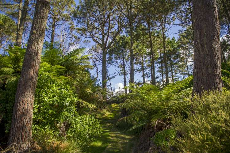 168 Orchard Road Hahei_12